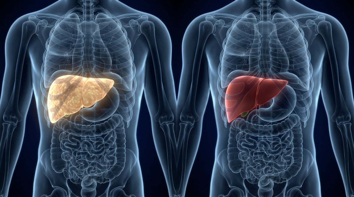 A fatty liver and a healthy liver, side by side